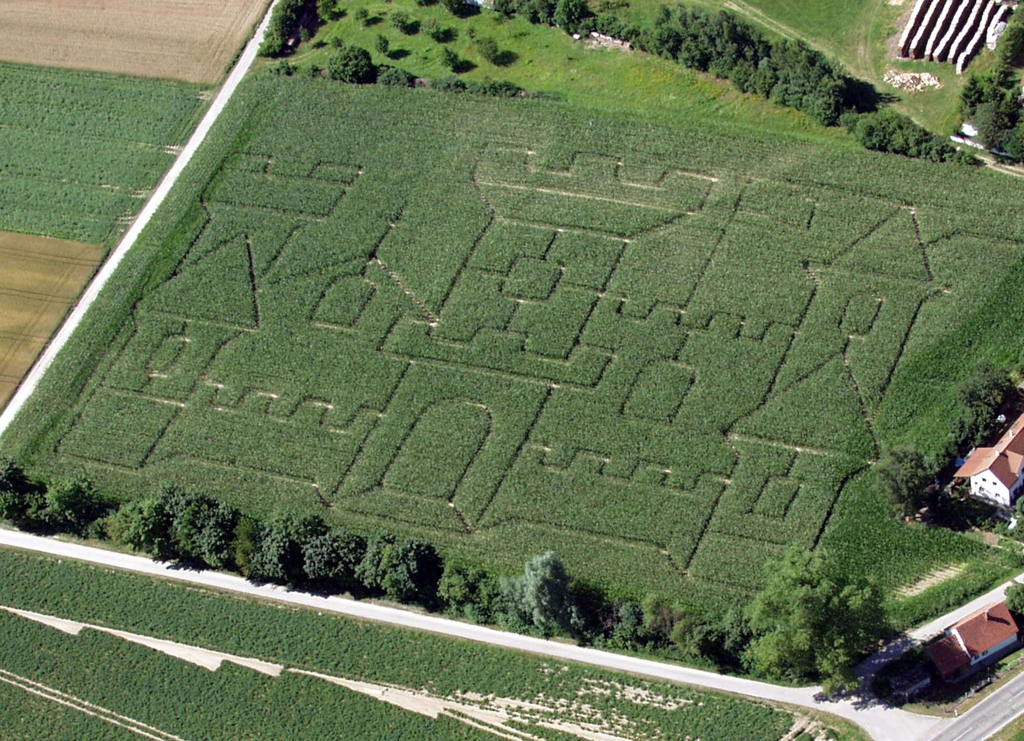 Unser Maislabyrinth 2006 in Form einer Burg