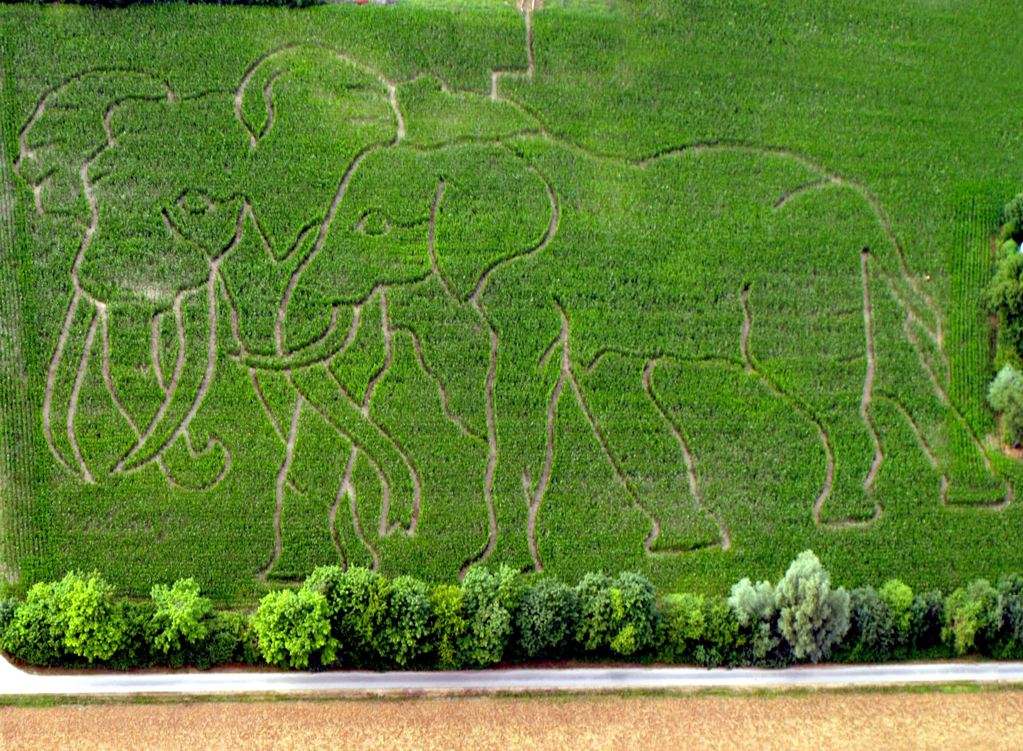 Unser Maislabyrinth 2010 in Form von 2 Elefanten