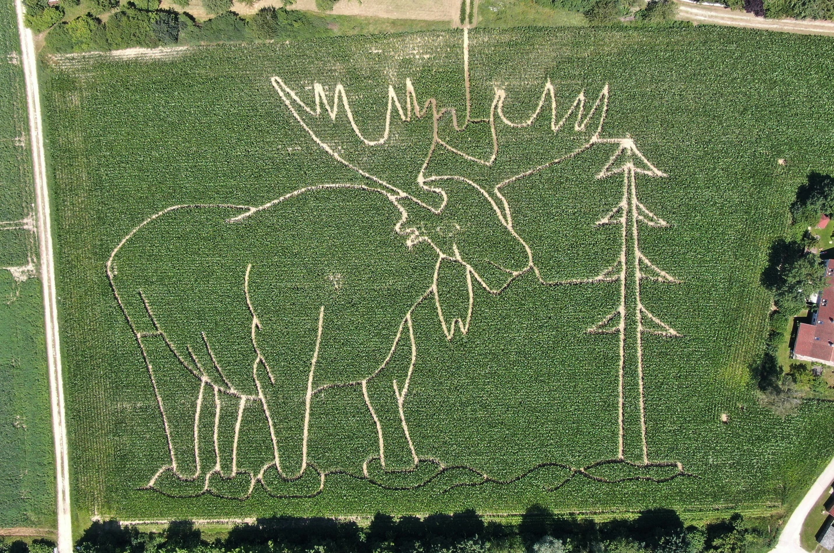 Unser Maislabyrinth 2020 in Form eines Hirsches