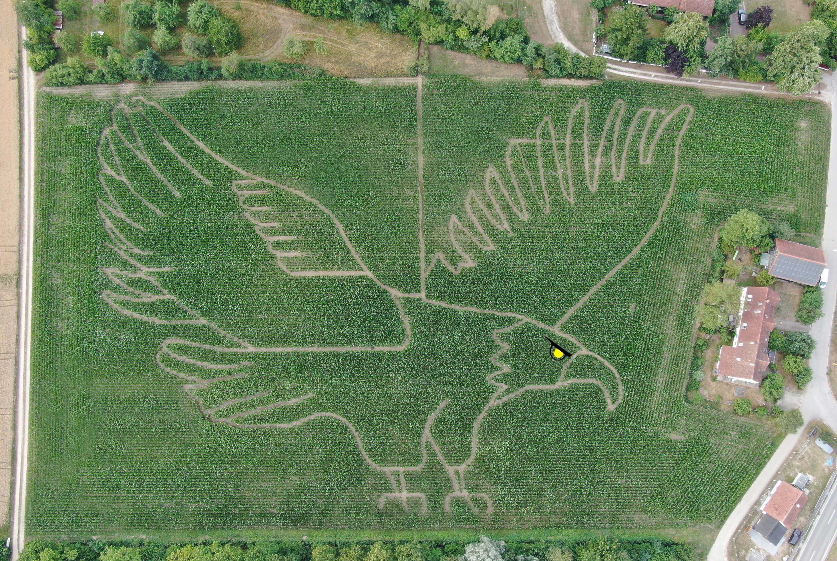 Maislabyrinth 2026 - Adler mit Auge